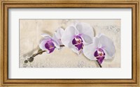 Framed Royal Orchid