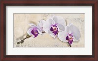 Framed Royal Orchid