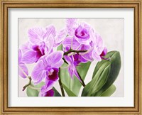 Framed Orchidee Selvagge