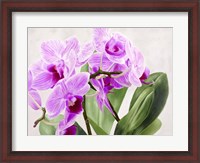 Framed Orchidee Selvagge