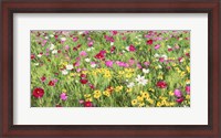 Framed Field of Flowers