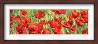 Framed Poppy Field (Detail)