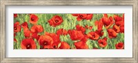 Framed Poppy Field (Detail)