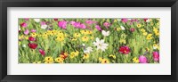 Framed Field of Flowers (Detail)