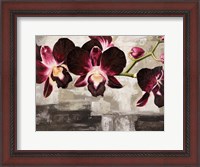 Framed Velvet Orchids