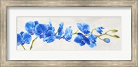 Framed Blue Orchid