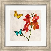 Framed Orchids & Butterflies II