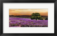 Framed Campo di Lavanda