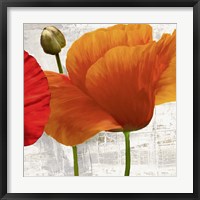 Summer Poppies II Framed Print
