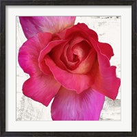 Framed Spring Roses I