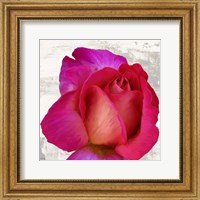 Framed Spring Roses III