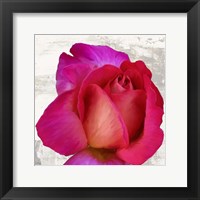 Framed Spring Roses III