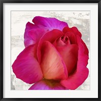 Framed Spring Roses III