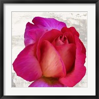 Framed Spring Roses III