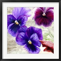 Pansies II Framed Print