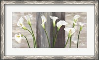 Framed Country Callas