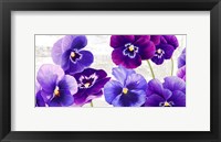 Framed Dance of Pansies