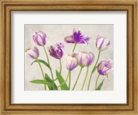 Framed Tulipes