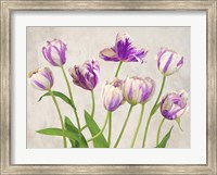 Framed Tulipes