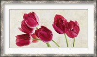 Framed Tulip Concerto