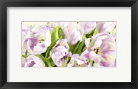Framed Tulipes en Fleur