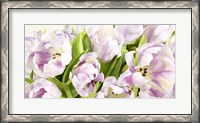Framed Tulipes en Fleur