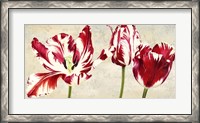 Framed Tulipes Royales