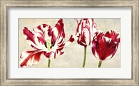 Framed Tulipes Royales