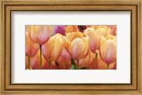 Framed Summer Tulips