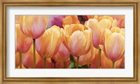 Framed Summer Tulips