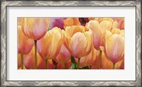 Framed Summer Tulips