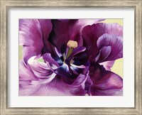 Framed Purple Tulip Close-up