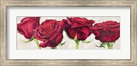 Framed Rose Romantiche