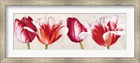 Framed Gioiosi Tulipani