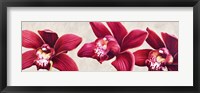 Framed Eleganti Orchidee