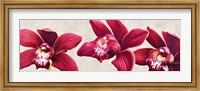 Framed Eleganti Orchidee