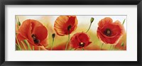 Framed Poppies in the Wind