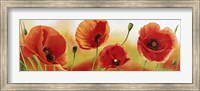 Framed Poppies in the Wind