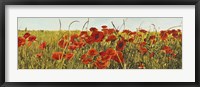 Framed Poppy Field