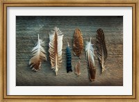 Framed Feather Collection I