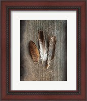 Framed Feather Collection II