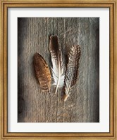 Framed Feather Collection II
