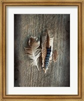 Framed Feather Collection III