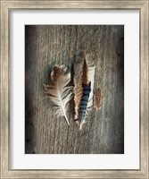 Framed Feather Collection III