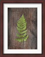 Framed Woodland Fern I