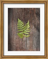 Framed Woodland Fern II