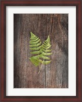 Framed Woodland Fern II