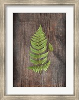 Framed Woodland Fern IV