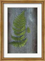 Framed Woodland Fern V