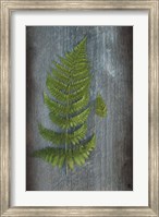 Framed Woodland Fern V